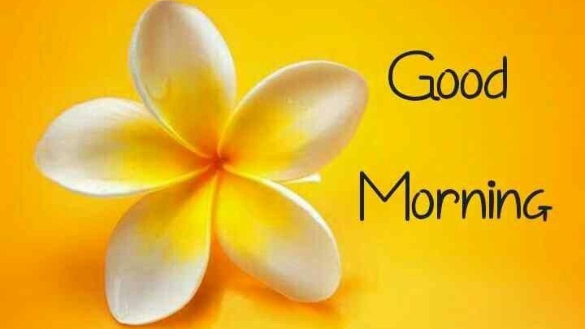 Good Morning Wallpaper good moring image download